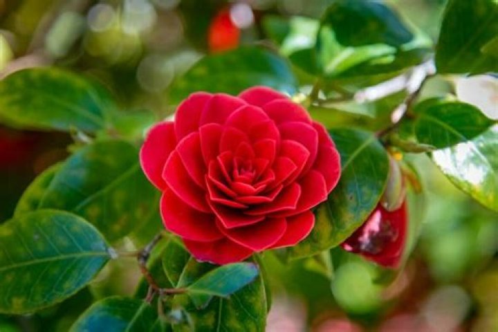 10 Popular Valentine's Day Flowers and their Meanings