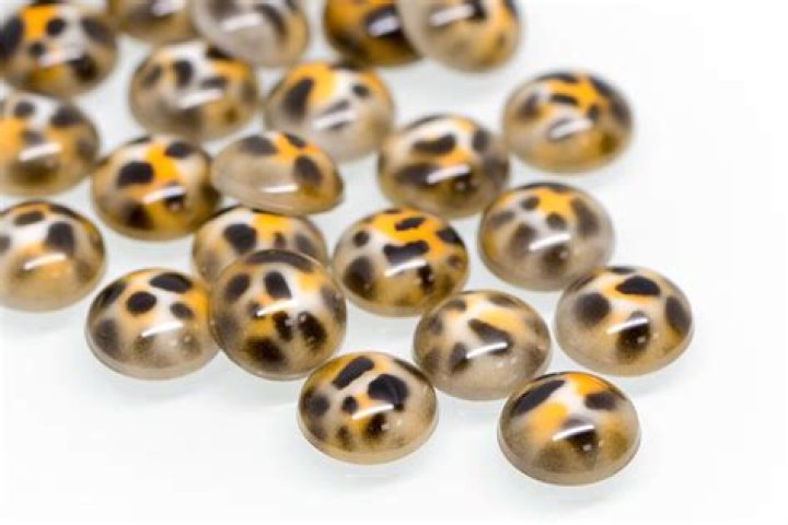 Snooki’s Son Dominic Lorenzo LaValle’s Nursery – Leopard Print & Rhinestones (Photo)